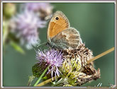 Myrtils